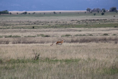 Pronghorn doe with newborn fawn