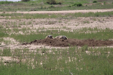 Pair of American badgers dozing