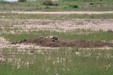 American badger dozing on mound of dirt