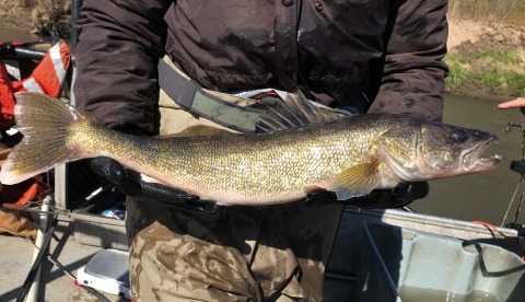 Person holding walleye that's approximately 18 inches long 