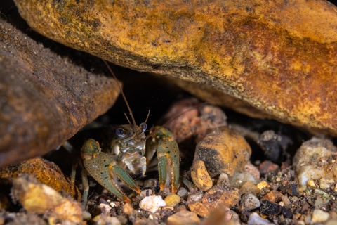 Big Creek crayfish under rocks