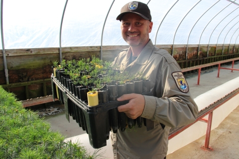 Deputy Refuge Manager Cortez Rohr holds a flat of whitebark pine seedlings in a tree seedling nursery.