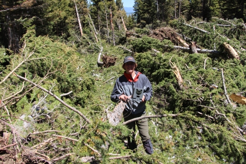 A USFWS volunteer holds a remote wildlife camera while standing in a pile of downed trees.
