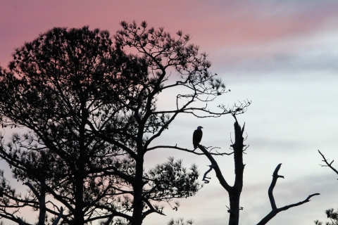 Silhouette of eagle perched on tree branch