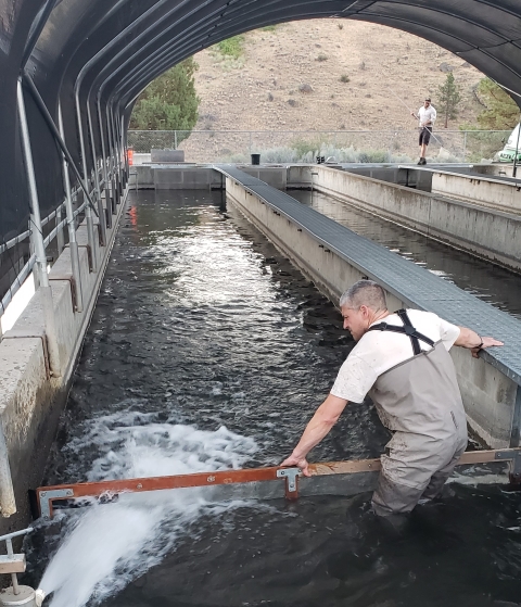 Staff members working in a covered area of a fish hatchery with one in waders working within the water of a fish holding area. 