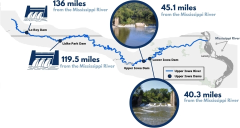 Map that shows dams on the Upper Iowa River and their distance from the Mississippi River. The LeRoy dam is 136 miles from the Mississippi River. The Lidke Park dam is 119.5 miles from the Mississippi River. The Lower Iowa dam is 45.1 miles from the Mississippi River. The Lower Iowa Dam is 40.3 miles from the Mississippi river.