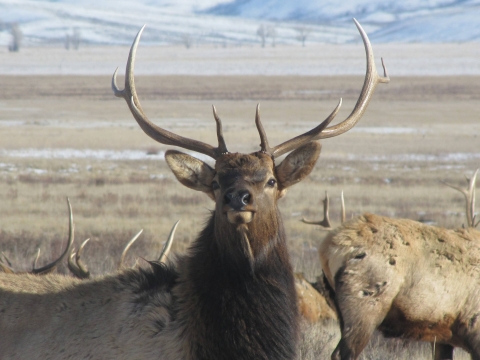An elk looks into the camera
