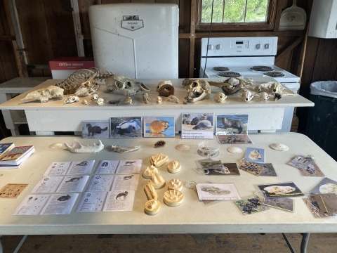 example skulls, plaster wildlife track impressions and photos displayed on a table