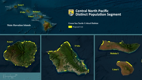 A map of the Hawaiian Islands that show the locations of the proposed critical habitat for green sea turtle highlighted in yellow