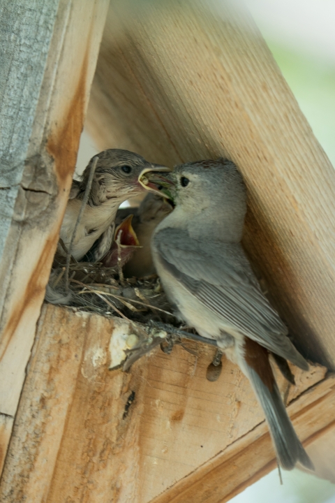 bird feeding baby birds in a nestbox