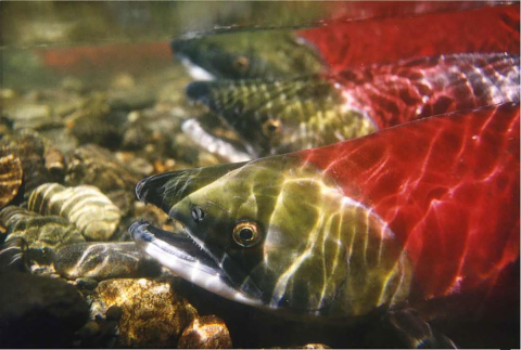 Underwater close up view of a run of sockeye salmon
