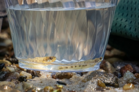 Two pearl darters wait in a cup to be released into the Strong River, Miss., Monday, July 31, 2023. The Strong River is a headwater of the Pearl River, where the pearl darter has not lived for 50 years. (USWFS Photo/Ian Fischer)