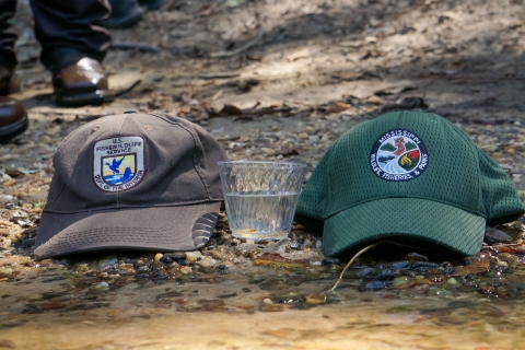 Two pearl daters in a cup wait to be released into the Strong River, Miss., Monday, July 31, 2023. The Strong River is a headwater of the Pearl River, where the pearl darter has not lived for 50 years. The U.S. Fish and Wildife Service and Mississippi are next to the cup. (USWFS Photo/Ian Fischer)
