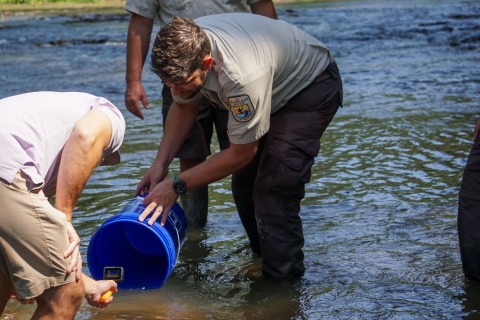 Fish and Wildlife Biologist Jacob Moore releases pearl darters into the Strong River, Miss., Monday, July 31, 2023. The Strong River is a headwater of the Pearl River, where the pearl darter has not lived for 50 years. (USWFS Photo/Ian Fischer)