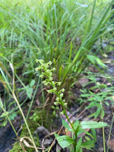Green flowering orchid pictured in a marsh