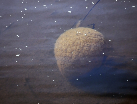 A round spongy-looking blob is seen in a pond