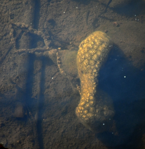 A blob of spongy-looking rosettes in the mud bottom of a pond.