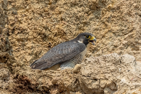 An adult peregrine falcon on a cliff face