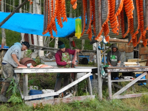 Three people at a fish camp prepare salmon for the smoker with sliced salmon fillets hanging. 