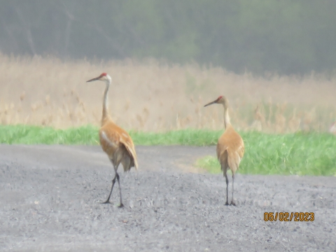 Two sandhill cranes (long-necked and long-legged) walking on a gravel road.