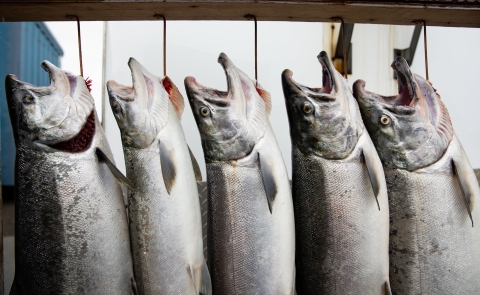 five salmon in a row hanging from a wooden post prior to processing. 
