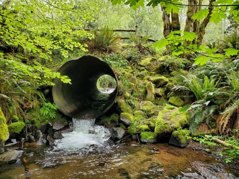 Culvert with a small amount of water flowing through it in a highly vegetated area. 
