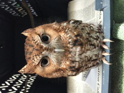 closeup of an eastern screech owl