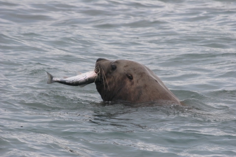Close up of a sea lion in the water with a salmon in its mouth. 