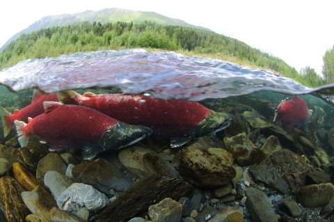 Image with the top half above water with a tree covered mountain and the lower half below the water with a school of sockeye salmon. 