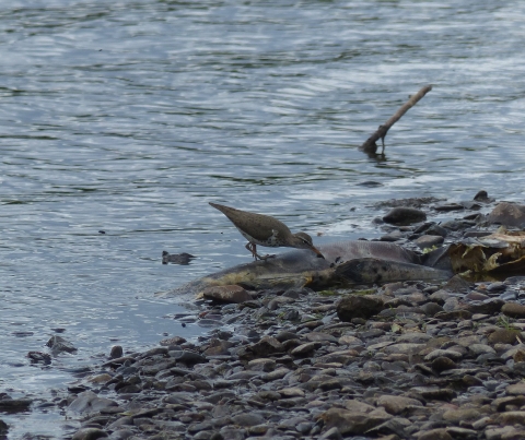 Spotted sandpiper forages over the carcass of a salmon at the edge of a riverbank. 