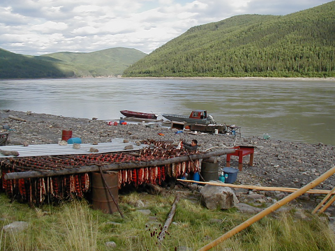 Fish camp along the banks of a river with forest covered hills in the background and large drying racks on the shoreline filled with processed salmon. 
