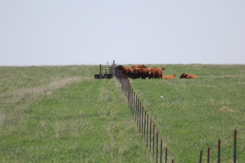 Partners for Fish and Wildlife Service Project