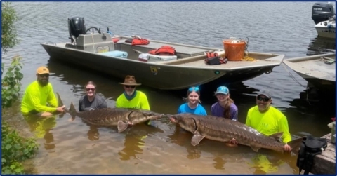 Tagging Gulf sturgeon in Cooper's Basin, FL
