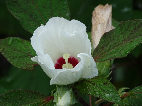 Single white cup-shaped hibiscus flower with red base surrounded by green leaves