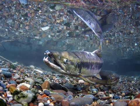 Underwater close up view of a run of chum salmon