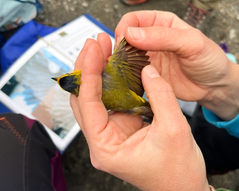 hands holding a small yellow bird with its wing out