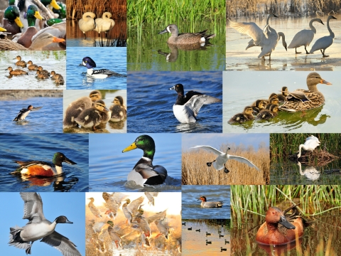 A collage of various waterfowl species taken on National Wildlife Refuges