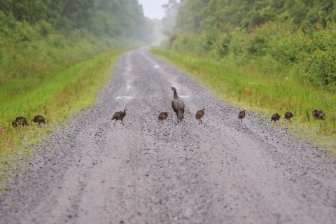 Mother wild turkey with 9 young turkeys walk in a straight line stretched across a brown dirt road from one green shoulder to the other.