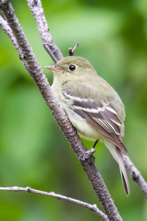 pale yellow and brown songbird perched on a branch