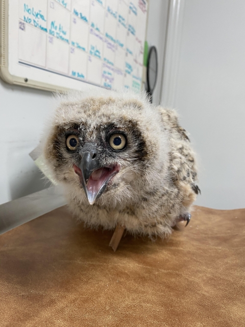 nestling great horned owl standing on a table