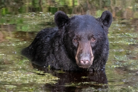 Large black bear is 3/4 underwater in a green plant covered refuge canal