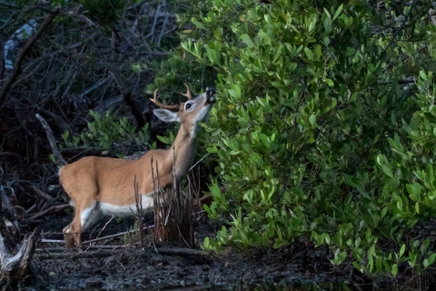 Key deer buck feeding on black mangroves.