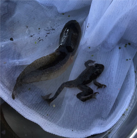 A large tadpole dwarfs a young frog in a side by side comparison