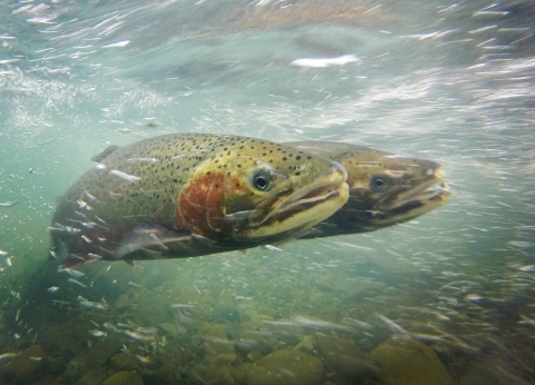 two fish swim together in the current