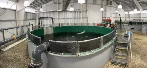 view of a large indoor circular fish holding tank at a hatchery. 
