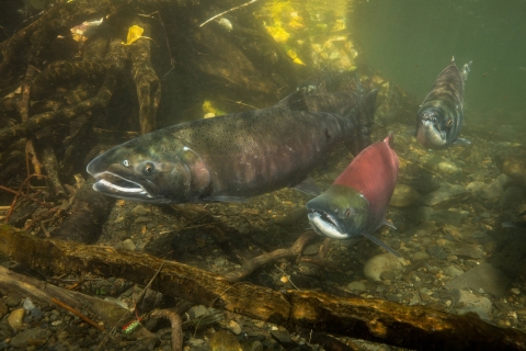 Coho and Sockeye salmon migration in Russian River at Kenai National Wildlife Refuge