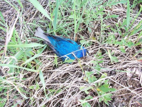 a dead indigo bunting lays in the grass