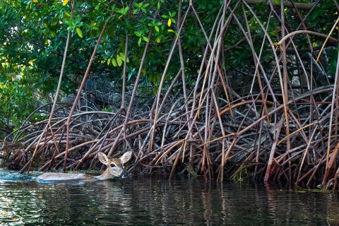 Key deer doe swimming by red mangroves.