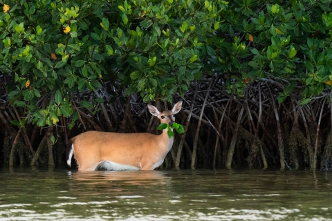 Key deer doe wading to red mangroves to forage.
