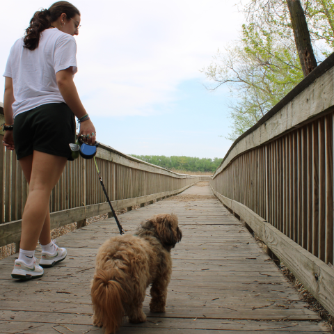An adult and their leashed dog walk on a wooden boardwalk.